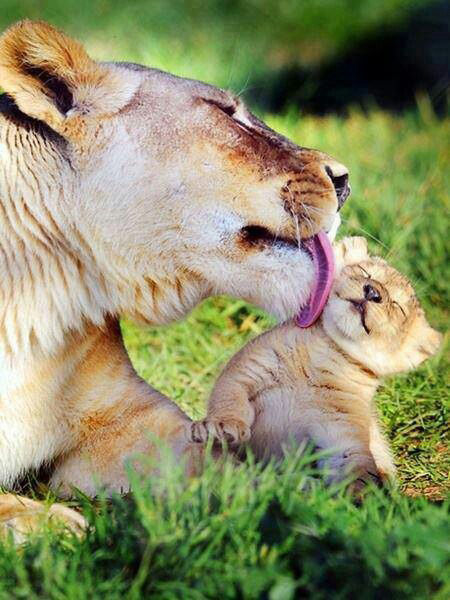 Υπέροχες εικόνες: Ο άρρηκτος δεσμός μητέρας-μωρού στο ζωικό βασίλειο! | imommy.gr