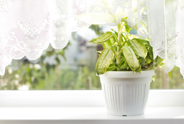 Φυτά. Πριν και μετά τις διακοπές. | imommy.gr