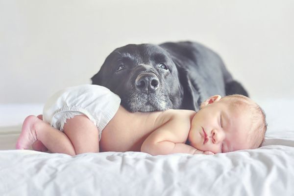 Μεγαλόσωμα σκυλιά VS μωρά: μια υπέροχη σχέση  no 2 | imommy.gr
