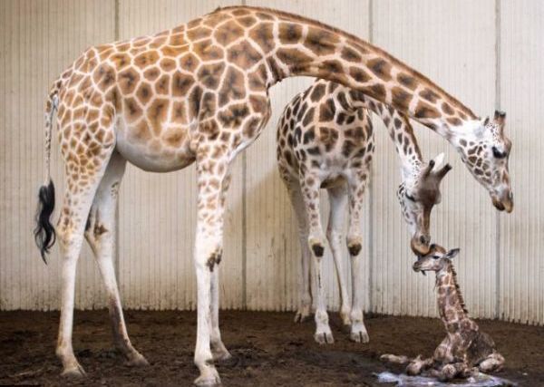Βίντεο: Καρέ καρέ η γέννηση μιας καμηλοπάρδαλης | imommy.gr