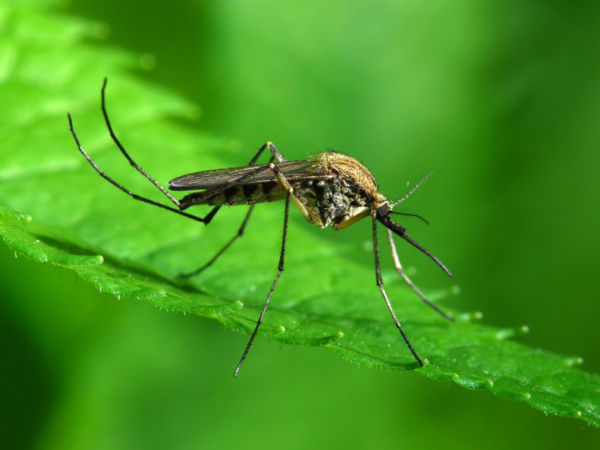 Γιατί ελκύουμε τα κουνούπια; | imommy.gr