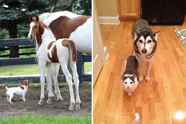 Φωτογραφίες ζώων με τα αδέλφια τους από άλλη… μάνα! | imommy.gr