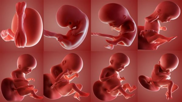 Βίντεο: Το θαύμα της εξέλιξης του εμβρύου στη μήτρα ανά μήνα | imommy.gr