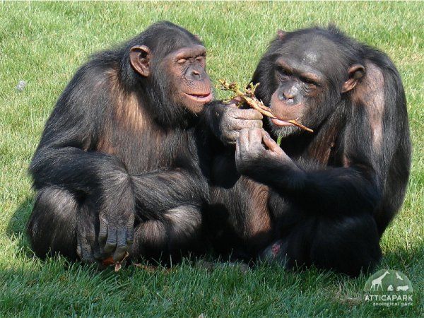 «Αττικό Ζωολογικό Πάρκο» | imommy.gr