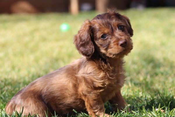 Δείτε το κουτάβι – “μονόκερο” που ξετρέλανε τους χρήστες του διαδικτύου | imommy.gr