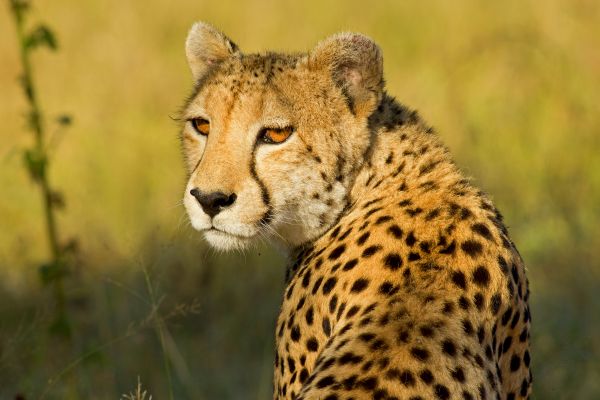 Τσιτάχ μπήκε μέσα σε αυτοκίνητο και…. ήρθε πολύ κοντά με την επιβάτη | imommy.gr