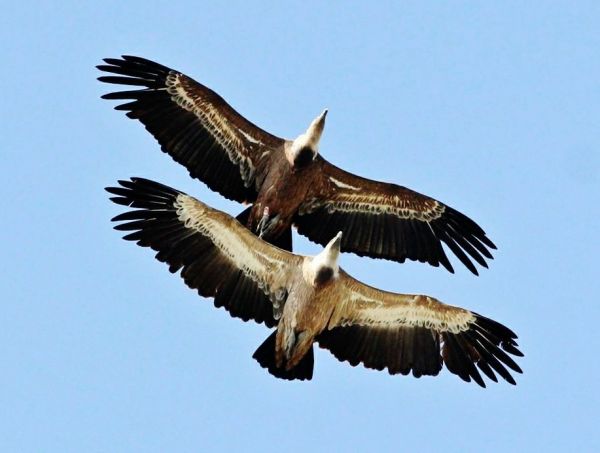 Πώς είναι πασιφανές ότι ο άλλος είναι «γύπας» | imommy.gr