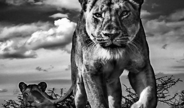 Έτσι θα σε δεχτεί μια γυναίκα Λέων | imommy.gr