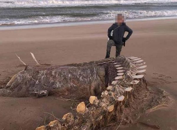 Τεράστιος σκελετός ξεβράστηκε σε παραλία στη Σκωτία – Είναι το τέρας του Λοχ Νες; | imommy.gr