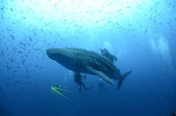 Ο απίστευτος τρόπος με τον οποίο σώθηκε από επίθεση καρχαρία | imommy.gr