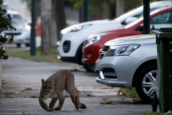 Κοροναϊός: Οι άνθρωποι μένουν σπίτι, τα ζώα καταλαμβάνουν τους δρόμους | imommy.gr