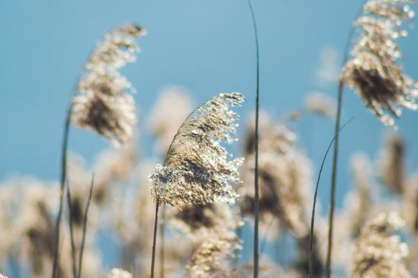 Διακοσμήστε τον κήπο σας με αγρωστώδη | imommy.gr