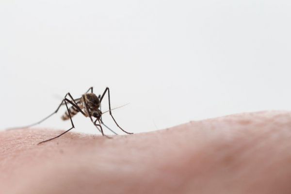 Κοροναϊός : Μεταδίδεται από τα κουνούπια; | imommy.gr