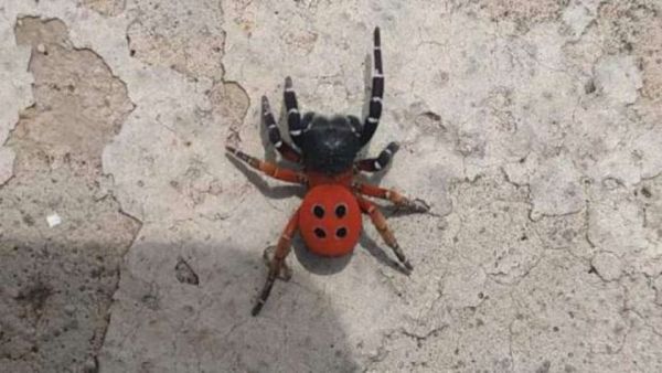 Σπάνιο είδος αράχνης-πασχαλίτσας εκμεταλλεύτηκε την καραντίνα για διακοπές στην Ελλάδα | imommy.gr