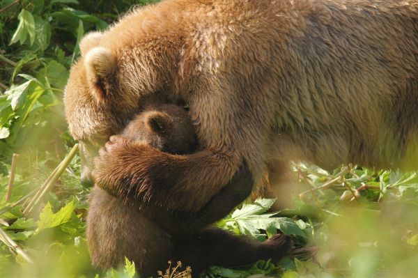 Αρκούδα πέφτει πάνω σε αμάξι για να σώσει το μικρό της | imommy.gr