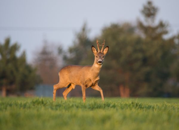 Ελάφι «διακόπτει» μουσικό που παίζει άρπα και γίνεται viral | imommy.gr