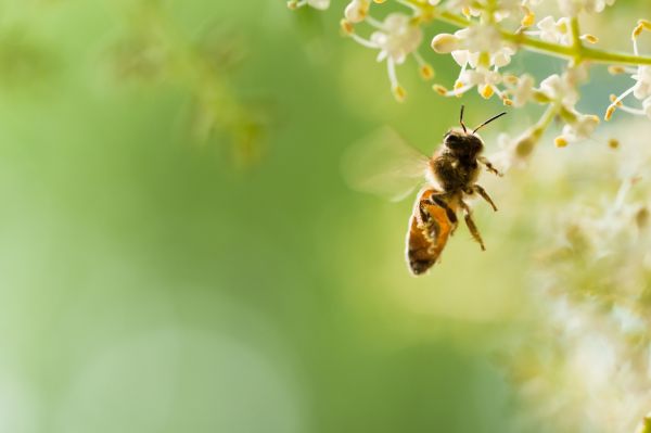 Τι πρέπει να κάνετε αν σας τσιμπήσει μέλισσα | imommy.gr
