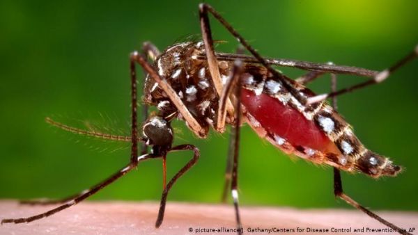 Κουνούπια: Μέτρα προστασίας από τον ΕΟΔΥ | imommy.gr