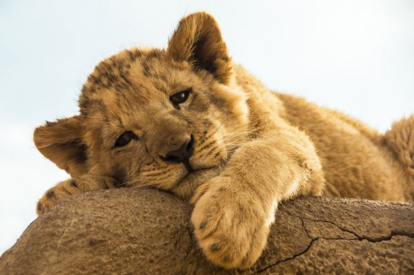 Φρίκη: Έσπασαν τα πόδια σε λιονταράκι για να φωτογραφίζονται μαζί του οι τουρίστες | imommy.gr