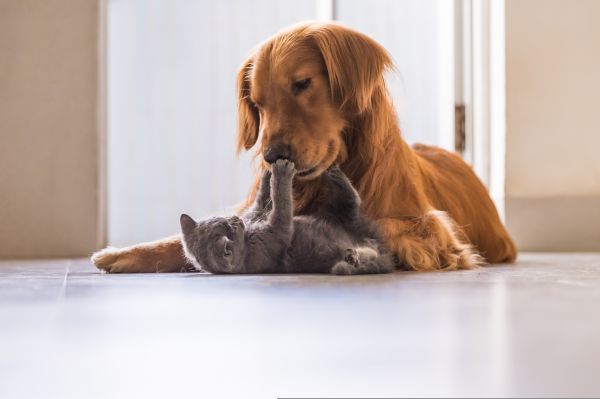 Κοροναϊός: Οι σκύλοι δεν μεταδίδουν μεταξύ τους τον ιό, οι γάτες ναι | imommy.gr