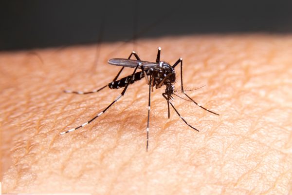 Νέα έρευνα: Τα κουνούπια δεν μεταδίδουν κοροναϊό από άνθρωπο σε άνθρωπο | imommy.gr