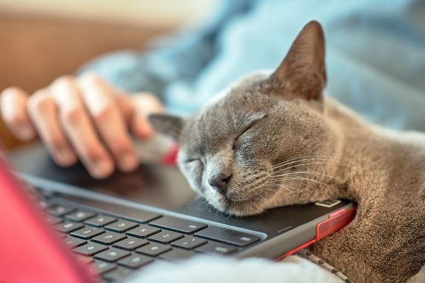 Γάτα: Γιατί κάθεται «πάντα» στο πληκτρολόγιό σας; | imommy.gr
