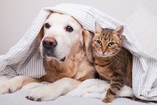 Lockdown: Τι συμβουλεύουν οι κτηνίατροι για την προστασία των κατοικίδιων ζώων | imommy.gr