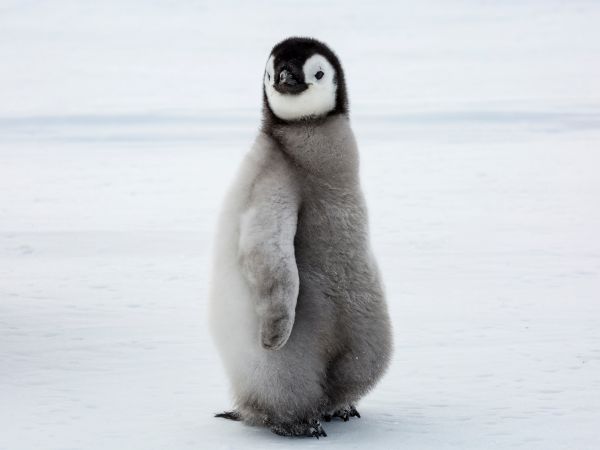 Ο πιο αξιολάτρευτος πιγκουίνος | imommy.gr