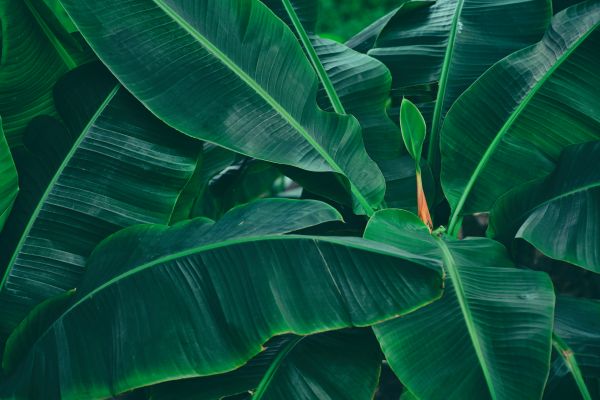 Φυτά: Σύντομος οδηγός για να τα προστατέψετε από το κρύο | imommy.gr