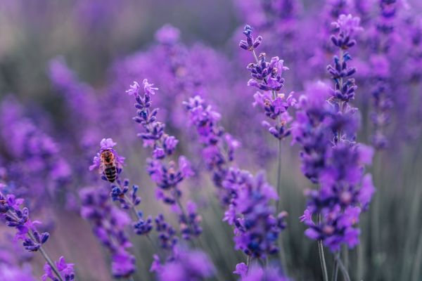 Τριχόπτωση; Δοκιμάστε την λεβάντα | imommy.gr