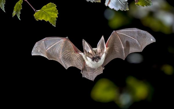 Ελβετία: Κοροναϊός συγγενικός με το MERS βρέθηκε σε νυχτερίδες | imommy.gr