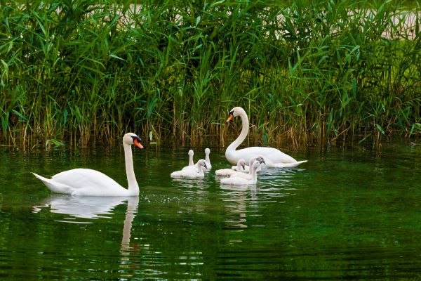 Μπαμπάς κύκνος φροντίζει τα παιδιά του και το Twitter «λιώνει» | imommy.gr