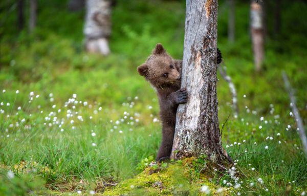 Αρκουδίτσα μύρισε φυστικοβούτυρο και έκατσε για… πικνίκ | imommy.gr