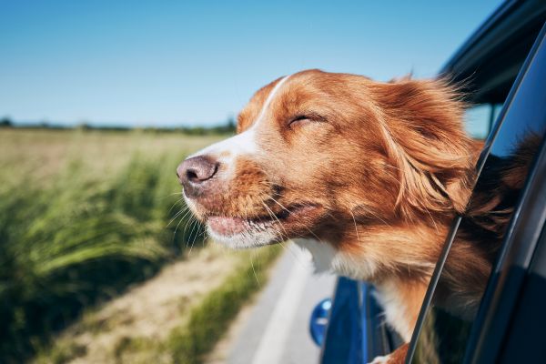 Τι θα χρειαστείτε στις διακοπές με το σκύλο | imommy.gr