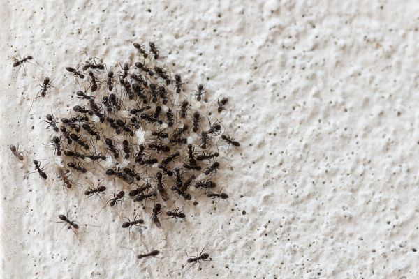 Τρόποι να διώξετε τα μυρμήγκια από το σπίτι μια και καλή | imommy.gr