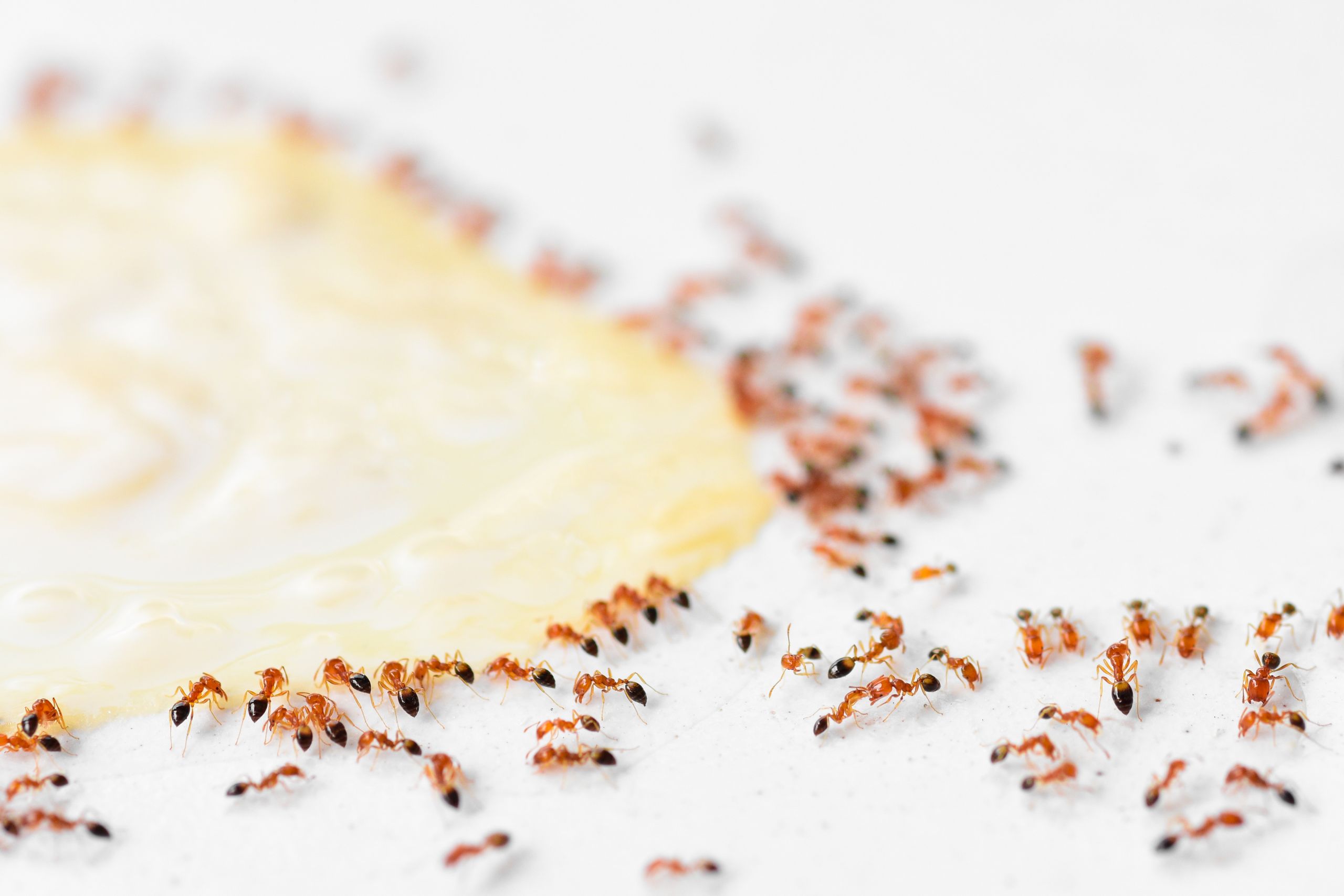 Мелкие муравьи в доме как избавиться. Пищевые муравьи в квартире. Сахарные муравьи. Муравьи на кухне. Мелкие муравьи на кухне.