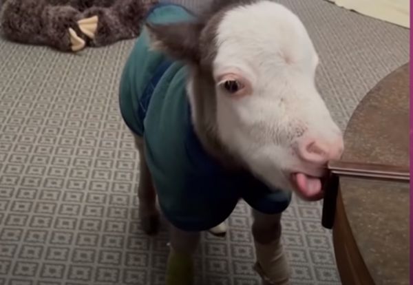 Αυτό είναι το πιο μικρό αλογάκι του κόσμου – Δεν μπορεί χωρίς τον μπαμπά του | imommy.gr