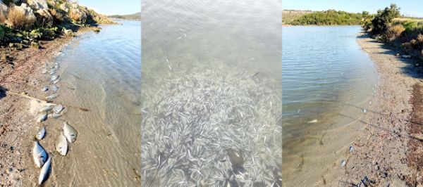 «Ελπίδα»: Νεκρά περίπου 370.000 ψάρια από το κρύο σε λιμνοθάλασσα | imommy.gr