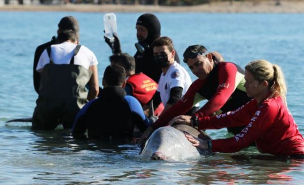 Θλίψη για τη φάλαινα του Αλίμου | imommy.gr