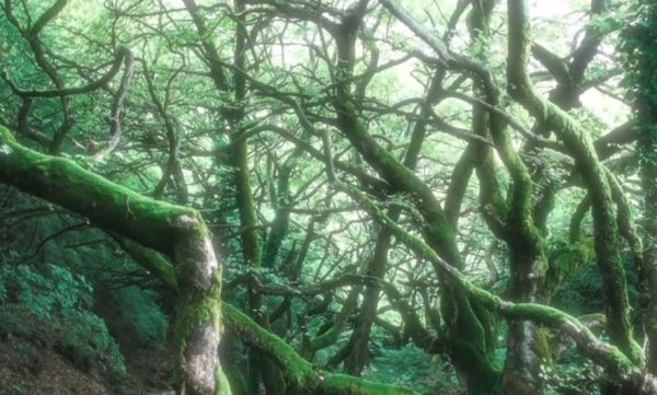 Περιήγηση στο μυστηριώδες δάσος με τα δέντρα που «χορεύουν» | imommy.gr