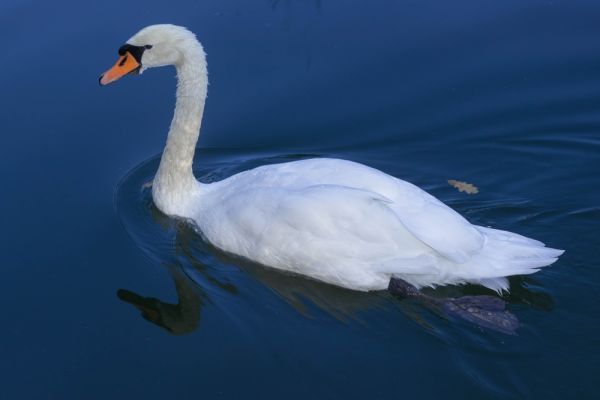Ο θλιμμένος κύκνος που έχασε το ταίρι του μεταφέρθηκε στη λίμνη Παμβώτιδα | imommy.gr