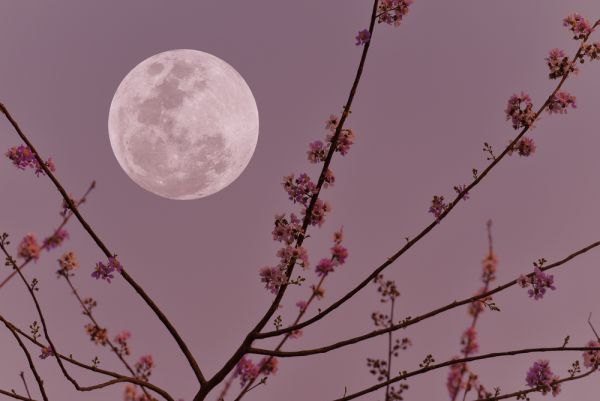 Ροζ πανσέληνος: Το «πασχαλινό φεγγάρι» σήμερα Κυριακή των Βαΐων | imommy.gr